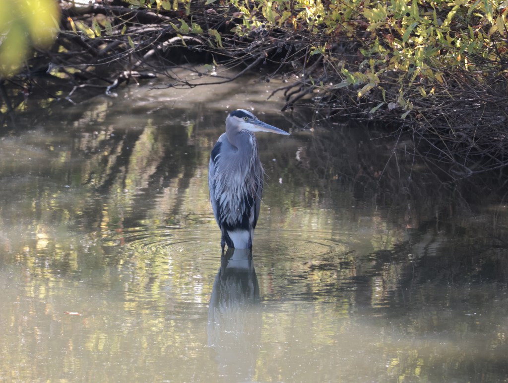 Blue Heron — photograph by Vincent Melli