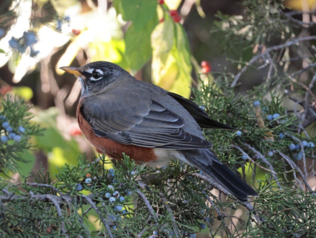 Red Robin — photograph by Vincent Melli