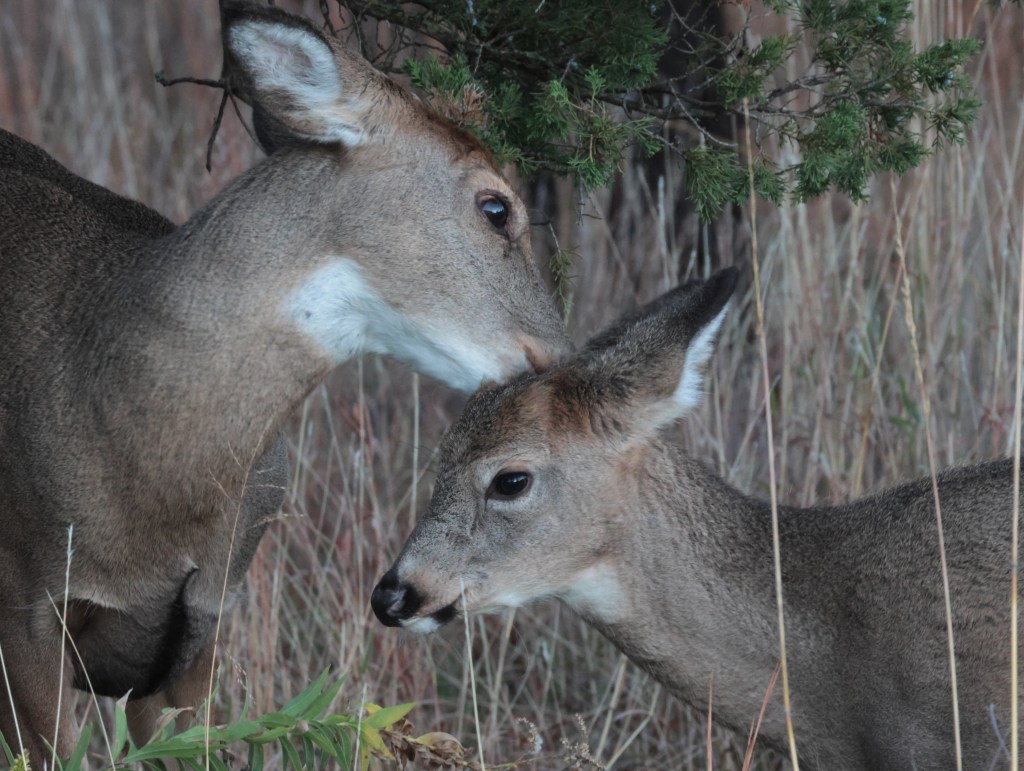Sisters Love — photograph by Vincent Melli