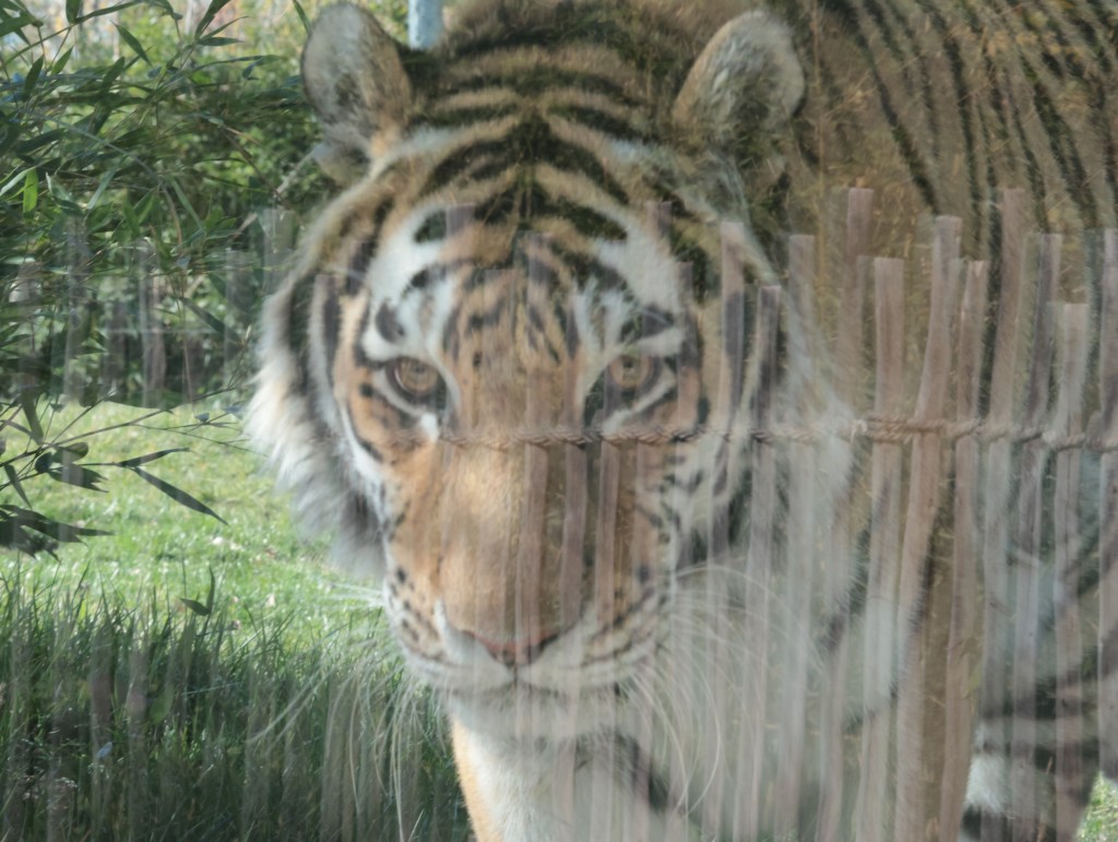 through the looking glass — photograph by Vincent Melli