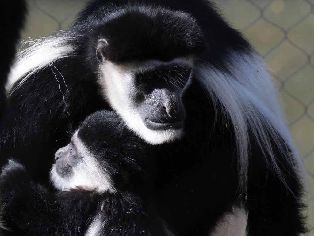 parental love — photograph by Vincent Melli