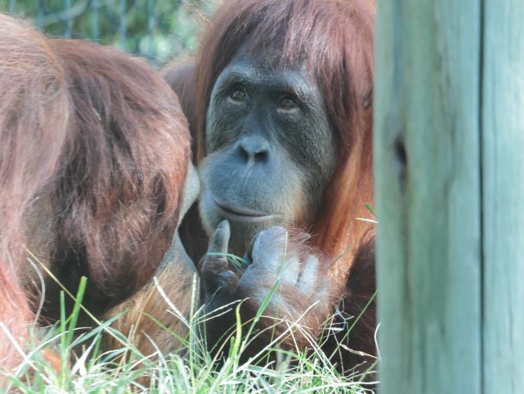 a wise ape jests — photograph by Vincent Melli