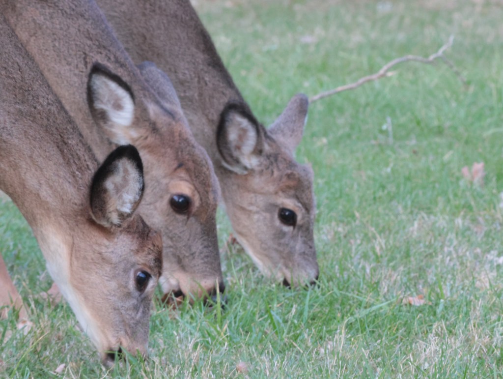 Three in a Row — photograph by Vincent Melli