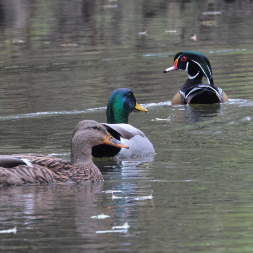 Wood Duck and Mallards — photograph by Vincent Melli