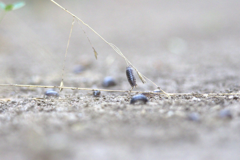 Pill-bugs pull-ups — photograph by Vincent Melli