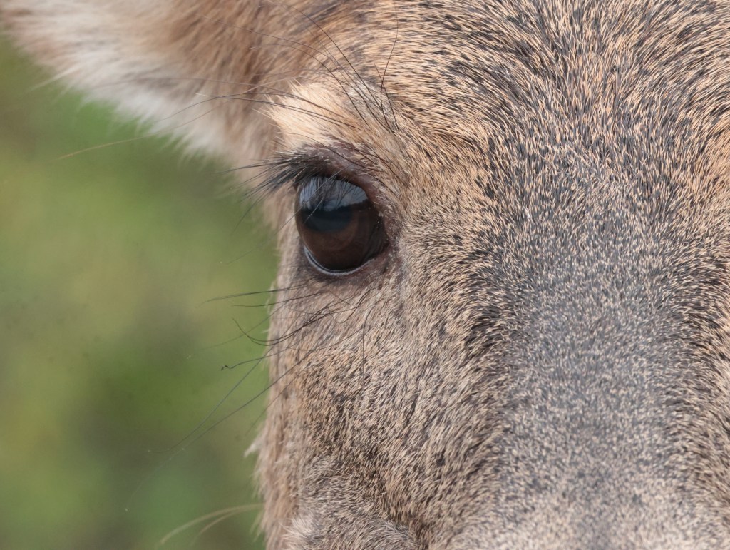 In the Eye of the Beholder — photograph by Vincent Melli